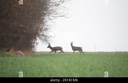 Capriolo in un campo con grano giovane. Gioca in un giorno di primavera piovoso su erba verde. Foto Stock