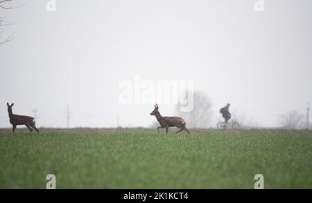 Capriolo in un campo con grano giovane. Gioca in un giorno di primavera piovoso su erba verde. Foto Stock