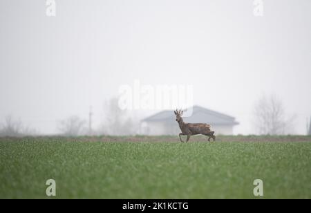 Capriolo in un campo con grano giovane. Gioca in un giorno di primavera piovoso su erba verde. Foto Stock