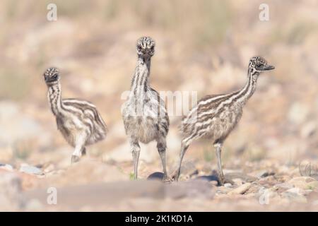 Tre pulcini selvatici emu (Dromaius novaehollandiae) in habitat roccioso, Flinders Ranges, Australia Meridionale, Australia Foto Stock