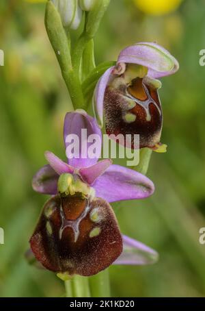 Archidea di ragno, Ophrys ologericea, in fiore in erba calcarea. Foto Stock