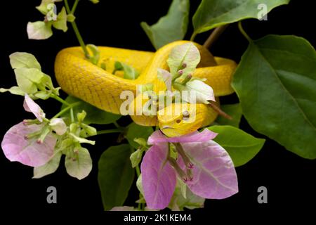 Primo piano di un Pit Viper (Trimeresurus insularis) giallo con la punta bianca su una filiale, Indonesia Foto Stock