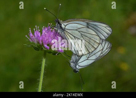 Farfalle bianche a venatura nera abbinate, Aporia crataegi, su Scabious. Foto Stock