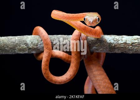 Serpente boiga rosso giovanile avvolto su un ramo, Indonesia Foto Stock