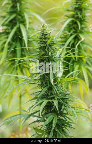 Marijuana, cannabis o pianta di canapa con germogli e foglie verdi che crescono in un giardino, primo piano. Concetto di agricoltura biologica, bioprodotto, bioecologia Foto Stock