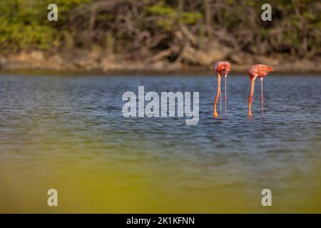 Fenicottero americano ruber fenicotterus, adulti che foraging in laguna poco profonda, Kralendijk, Bonaire, Antille olandesi, Caraibi, Kralendijk, Bonaire, agosto Foto Stock