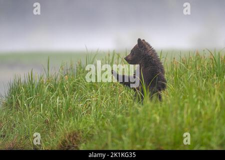 Un giovane cucciolo di orso nero e grizzly guarda fuori sopra le alte erbe di sedge di Smith Inlet nella Columbia Britannica Foto Stock