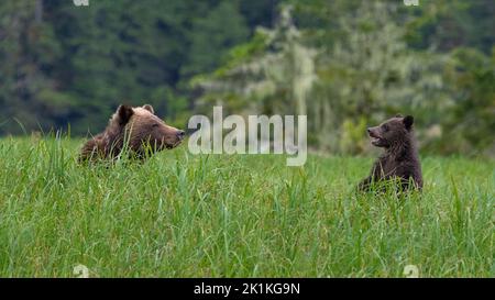 Un giovane cucciolo di orso grizzly nero chiama sua madre nella foresta pluviale Great Bear della Columbia Britannica Foto Stock