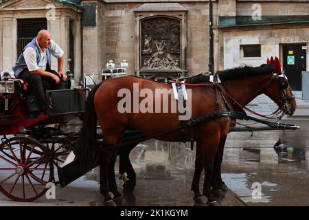 Kutscher, Mann, Kutsche, Fiaker, Wien, Pferdekutsche oder Fiaker bei romantischer Fahrt durch die Hauptstadt, Vienna, Austria! Foto Stock