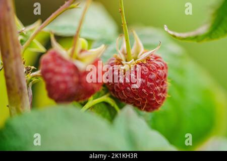 Bei lamponi maturi a frutti rossi appesi alla pianta verde. Primo piano Foto Stock