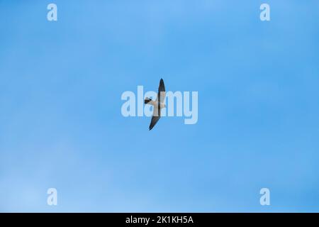 Hobby eurasiatico Falco subbuteo, adulto in volo, Ham Wall, Somerset, Regno Unito, Maggio Foto Stock