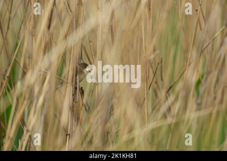 Il guerriero europeo Acrocephalus scirpaceus, adulto arroccato in letto di paglia, Westhay, Somerset, Regno Unito, maggio Foto Stock