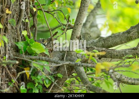 Mistle thrush Turdus pilaris, pulcini a Nest sito, Burton Mere, Cheshire, Regno Unito, maggio Foto Stock