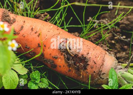 Carota fresca matura nel terreno con un verme o la ruggine della carota volano mangiandola fra erba verde. Concetto di agricoltura biologica, bio-prodotto, bio-ecologia, Foto Stock