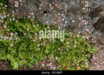 Vero orgoglio londinese, o Wood Saxifrage, Saxifraga umbrosa in fiore, nei Pirenei. Foto Stock