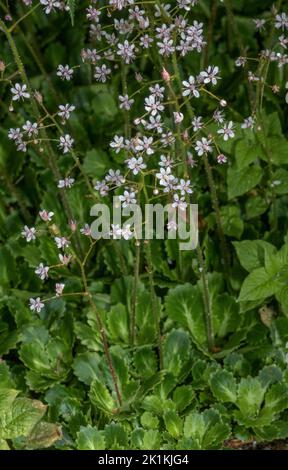 Vero orgoglio londinese, o Wood Saxifrage, Saxifraga umbrosa in fiore, nei Pirenei. Foto Stock