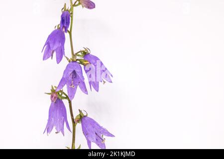 Campanula rapunculoides fiore. Nomi comuni campanella strisciante, rampione, giardino Bluebell, campana viola, giardino harebell. Su sfondo bianco. Foto Stock