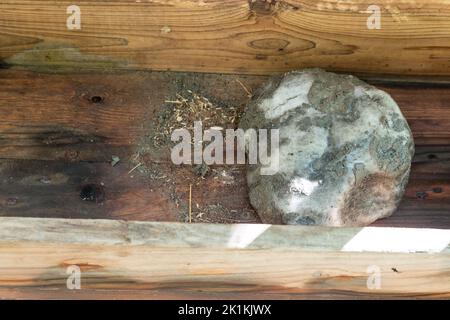 Halite nell'alimentatore per animali selvatici che leccano. Halite comunemente noto come sale di roccia. Cristalli isometrici. Cloruro di sodio minerale naturale. Foto Stock