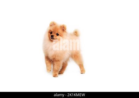 Cucciolo di Pomerania isolato su sfondo bianco Foto Stock