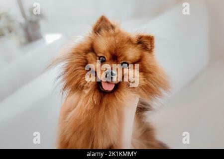Razza di cane pomeranian spitz carino a casa Foto Stock