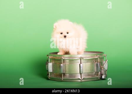 Cucciolo di Pomerania su sfondo verde Foto Stock