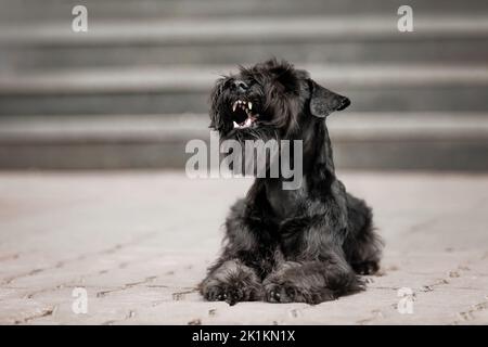 Il cane Schnauzer in miniatura nella città vecchia Foto Stock