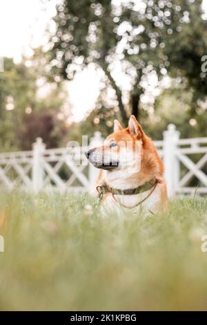 Shiba inu cane all'aperto. Temi animali. Cane a piedi. Animali domestici all'aperto Foto Stock