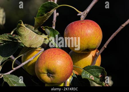 Coxs mela aranciata pippin, malus domestica, maturazione sull'albero a Marnhull Village, Dorset, Regno Unito e allevato da Richard Cox intorno al 1825 Foto Stock