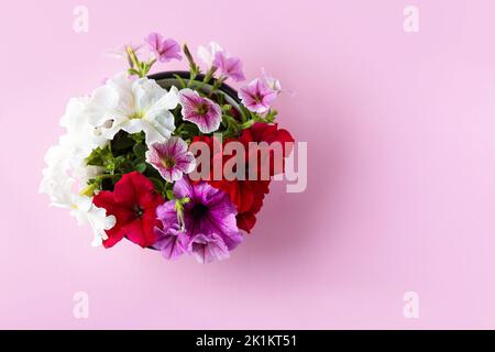 Fiori di petunia rossi, viola, rosa e bianchi su sfondo rosa Foto Stock