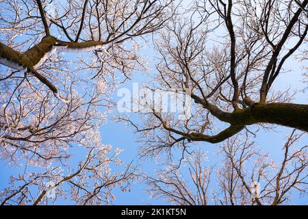 Vista dal basso su alberi innevati d'inverno nel cielo blu. Rametti di gelata con rametti di hoarfrost in una giornata di sole. Fotografia di paesaggio Foto Stock