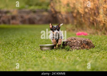 Cucciolo australiano di cane bovino all'aperto. Cuccioli sul cortile Foto Stock