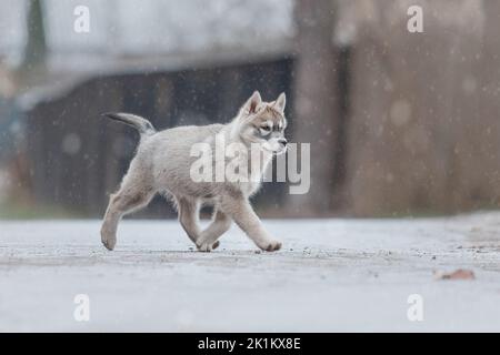 Cucciolo di Husky siberiano in inverno. Cane invernale. Nevicate Foto Stock