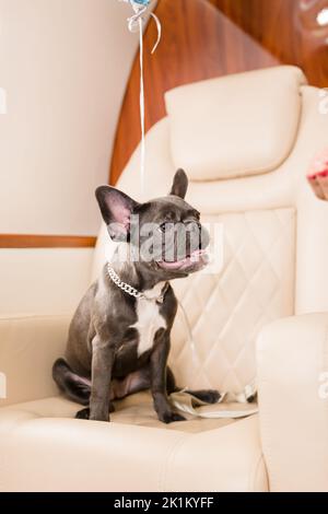 Cane piccolo cane francese bulldog a bordo di aereo, fuoco selettivo Foto Stock