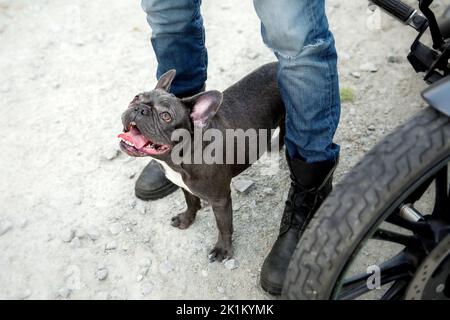 Bulldog francese con moto. Cane elegante. Animale domestico di moda Foto Stock