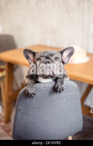Bulldog francese torta Foto stock - Alamy