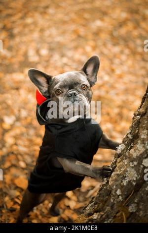 Halloween e le feste del Ringraziamento. Cane con zucche nella foresta. Bulldog francese carino. Costume da cane per Halloween Foto Stock