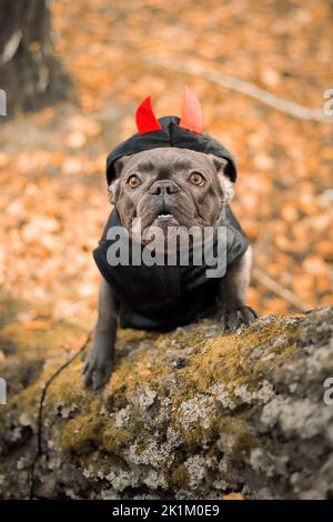 Halloween e le feste del Ringraziamento. Cane con zucche nella foresta. Bulldog francese carino. Costume da cane per Halloween Foto Stock
