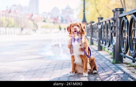 Nova Scotia Duck Tolling Retriever cane in città. Collare e guinzaglio per cani. Articoli per animali domestici. Cane a piedi. Stile di vita con il cane. Foto Stock