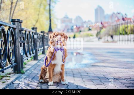 Nova Scotia Duck Tolling Retriever cane in città. Collare e guinzaglio per cani. Articoli per animali domestici. Cane a piedi. Stile di vita con il cane. Foto Stock