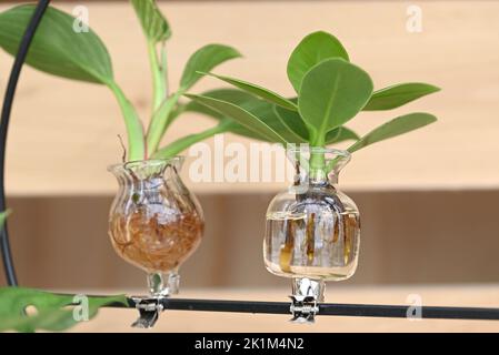 Talee di crassula di pianta di casa messe in vetri trasparenti con acqua Foto Stock