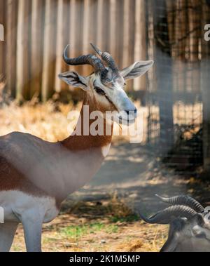 Primo piano di una donna con il suo cappotto marrone rosso e bianco, con le corna intrecciate. Animali selvatici nello zoo. Foto Stock