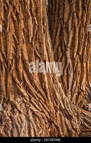 Old cottonwood Tree Trunks, Long Canyon, Burr Trail Road, Grand Staircase-Escalante National Monument, vicino a Boulder, Utah, USA Foto Stock