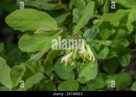 Capriolo blu, Lonicera Caerulea, in fiore, Alpi. Foto Stock