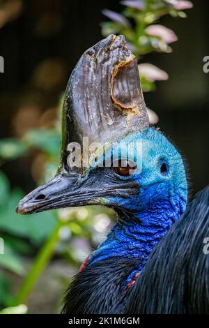 Primo piano di una cassaruola, con la sua grande cresta ossea e i suoi colori belli e vivaci, blu, rosso e nero. La testa senza piume con lo sci rugoso Foto Stock