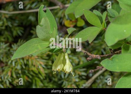 Capriolo blu, Lonicera Caerulea, in fiore, Alpi. Foto Stock