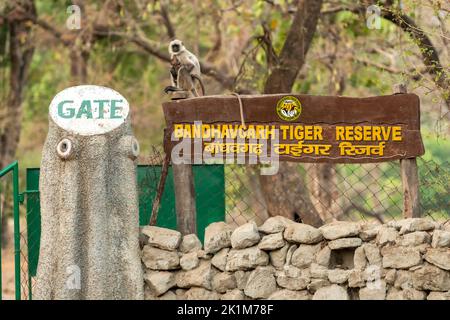 Bandhavgarh, madhya pradesh, india - 25 aprile 2022 : Langurs di Madre Gray o hanuman con bambino seduto sul cartello della riserva indiana della tigre di bandhavgarh Foto Stock