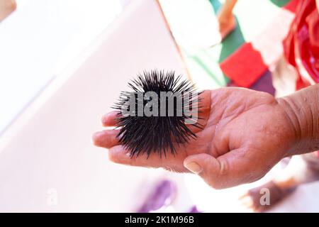 Riccio di mare Echinothrix diadema, comunemente chiamato riccio di diadema o riccio blu-nero, a portata di mano. Riccio di mare nero in mano maschile Foto Stock