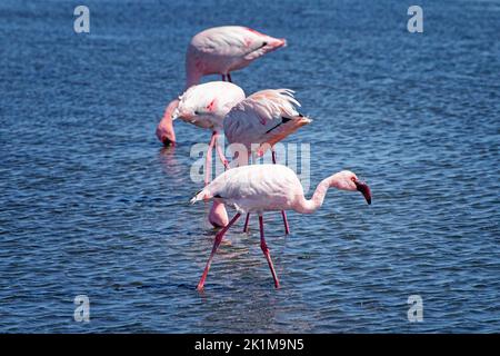 Fenicotteri in fila a Walvis Bay, Namibia Foto Stock