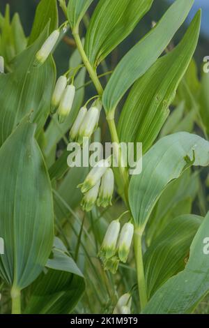 Sigillo angolare di Salomone, Polygonatum odoratum, in fiore su roccia calcarea. Foto Stock