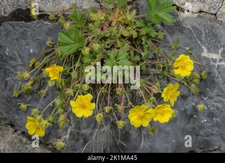 Olio di cinquefoil alpino, Potentilla crantzii, in fiore. Foto Stock